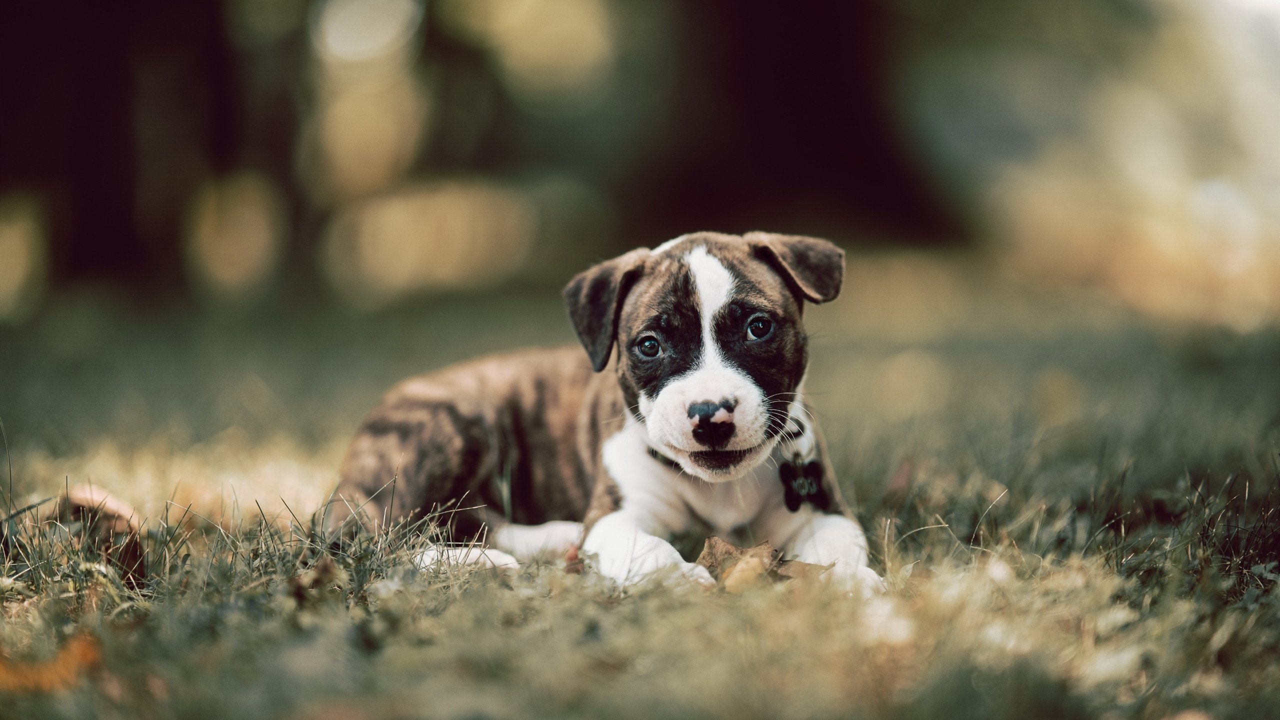 开云体育平台-成都公布火炬传递路线，五大地标承载文化符号，成都火炬电子