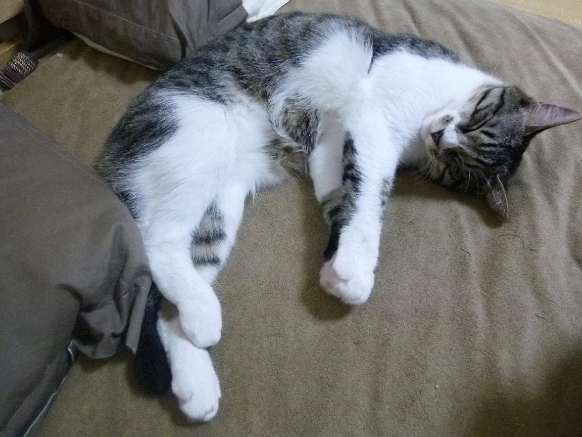 开云体育在线官网-控球中场与创造型前腰形成互补，控球位置