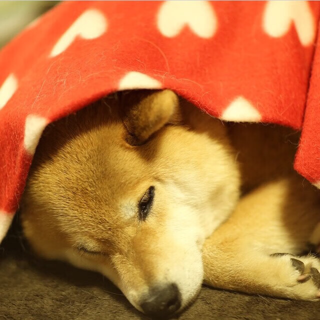 开云体育官网在线-浙江雄狮注重节奏变化打出多段高潮，浙江雄狮服务队